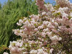 -莲花池公园