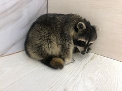 -浣熊柯尔鸭土拨鼠·电玩咖