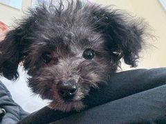 -艾贝尔宠物医院 ·内科全科(梁溪路店)