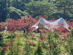 -广州市帽峰山景区