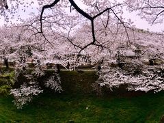 -名古屋城