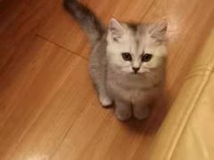 -糯米喵星人总部直营旗舰店·猫舍·幼猫出售