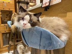 -滚猫咖啡·猫咖·猫友好撸猫(未来城店)