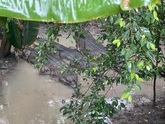 -清迈夜间动物园