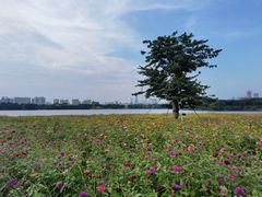 -海珠湖公园