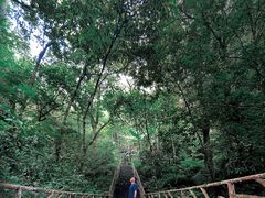 -海南热带雨林国家公园吊罗山景区