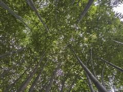 -泰山风景名胜区-普照寺