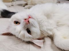 -喵百万·布偶·蓝金金渐层英短·猫舍(百子湾店)
