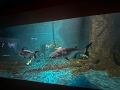 -秦皇岛新澳海底世界