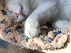 -猫小院猫主题咖啡厅(北锣店)