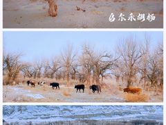 -阿吾丹的烤羊·新疆菜·抓饭·拌面(乌尔禾店)