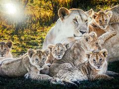 -罗红摄影艺术馆