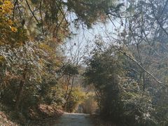 -青龙山国家森林公园