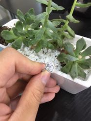 -威德钻石-克拉钻大本营(南京东路店)