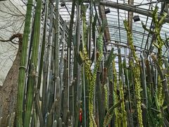 -南山植物园