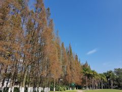 -江心屿景区