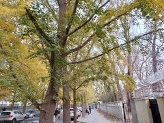 -三里屯东五街银杏大道
