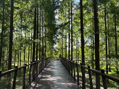 -黄海国家森林公园