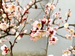 -无锡梅园公园