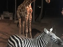 -清迈夜间动物园