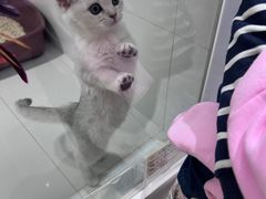 -1013 PET SHOP精品宠物商店(丁香店)