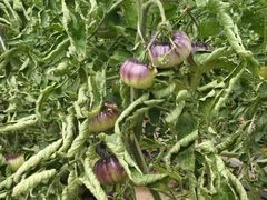 -庞各庄翠芳园西瓜蔬菜基地采摘园