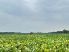 -西青郊野公园
