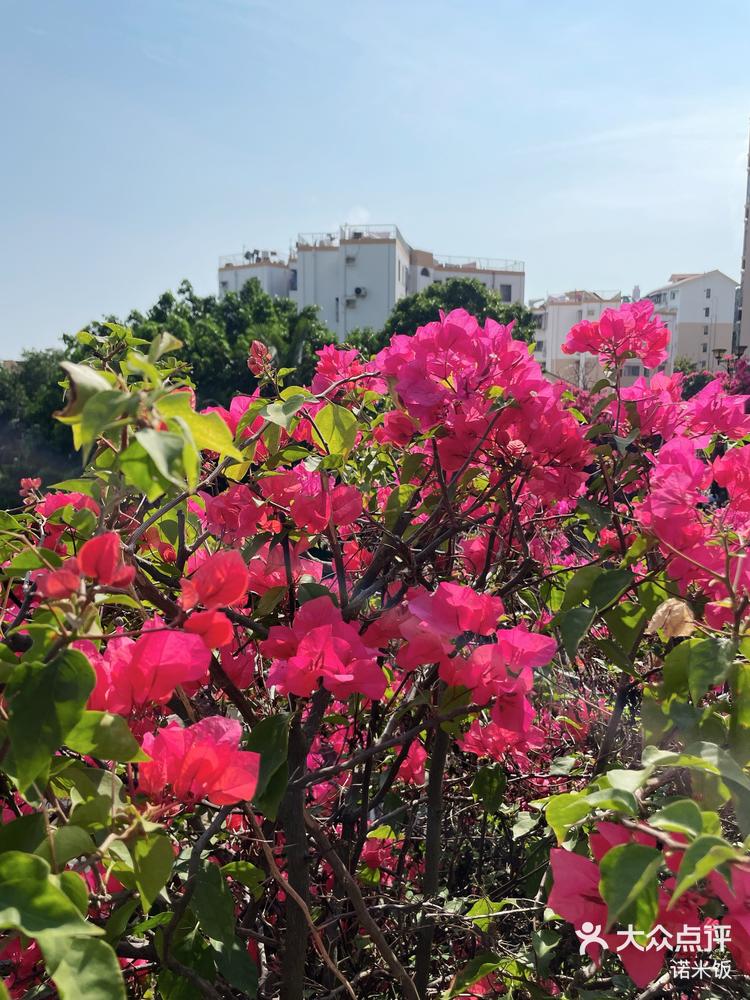 南山华英路樱花主题公园