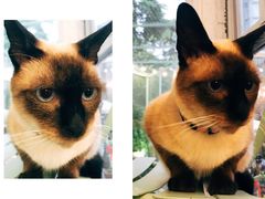 -有猫主题·治愈系猫咖(曾厝垵店)