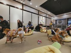 -逗柴咖啡屋·狗咖猫咖宠物桌游