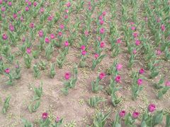 -长春公园(普阳街道)