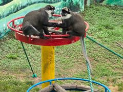 -西霞口神雕山野生动物世界