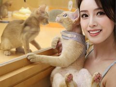 -帕帕拉兹宠物(亚洲旗舰店)