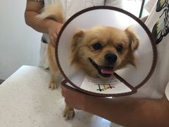 -贝利宠物医院·骨科·眼科·肿瘤转诊中心(南坪诊疗中心)