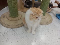 -喵园·猫主题咖啡厅·撸猫·猫咖(国贸店)