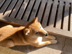 -柴犬高等学院·狗咖·柴犬售卖·宠物训练