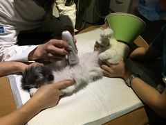 -美联众合动物医院·24h转诊中心
