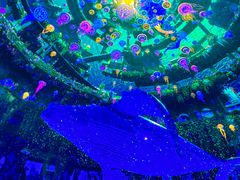 -海合安武汉极地海洋公园