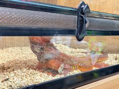 -酷以爬仙阁实体爬宠店·守宫·蜥蜴·专业繁育