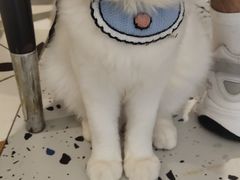 -喵喵咪呀布偶猫咖(春熙路店)