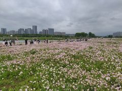 -洋湖国家湿地公园