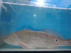 -宾朋海鲜特色美食餐厅·纯手工鲅鱼水饺(兴海路店)