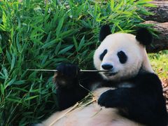 -都江堰中华大熊猫苑