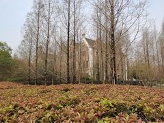 -成都南湖公园