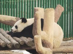 -沈阳森林动物园