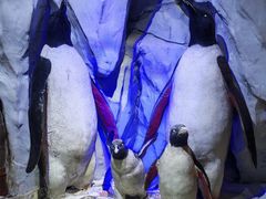 -太平洋海底世界