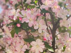-桃花堤公园