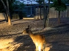 -清迈夜间动物园