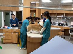 -联合动物医院(光谷诊疗中心)