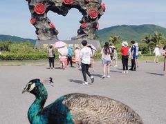 -亚龙湾国际玫瑰谷